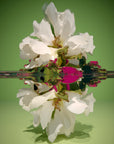 Magnolia Reflexa